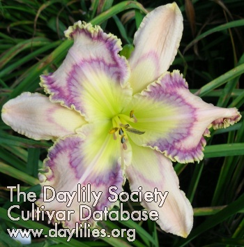 Daylily Tatsiana's Day